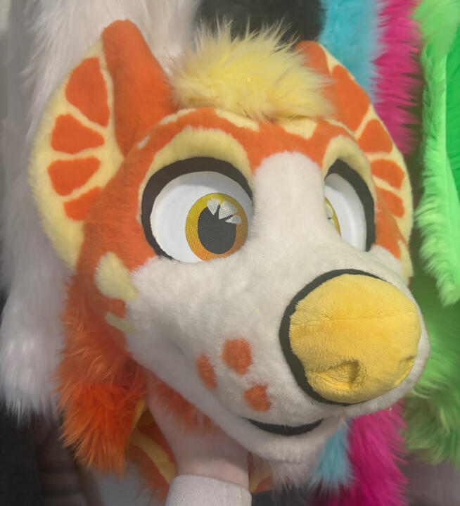 Sunshine Citrus Pup